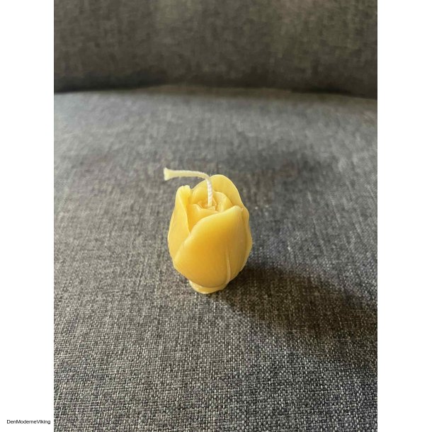 Tulipan